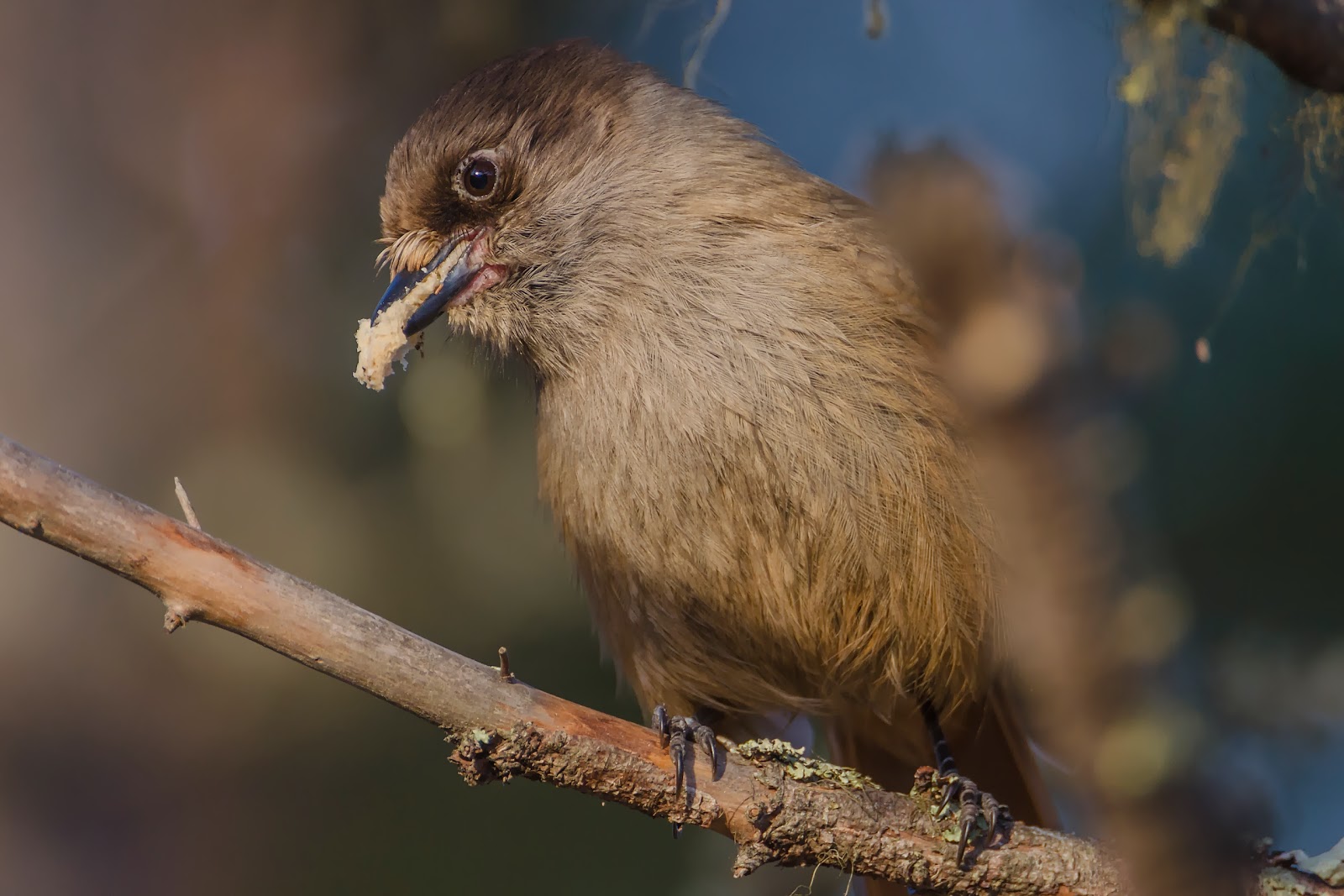 AngusZweden Perisoreus infaustusLavskrika.........Taigagaai
