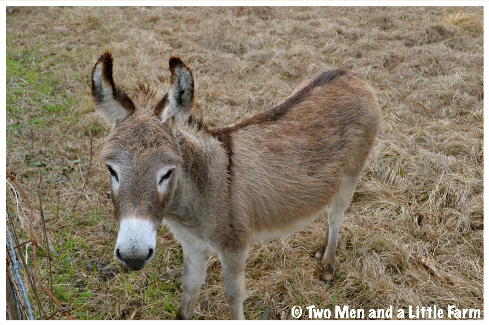 Two Men and a Little Farm DONKEYS FRUIT TREES AND HARVESTING