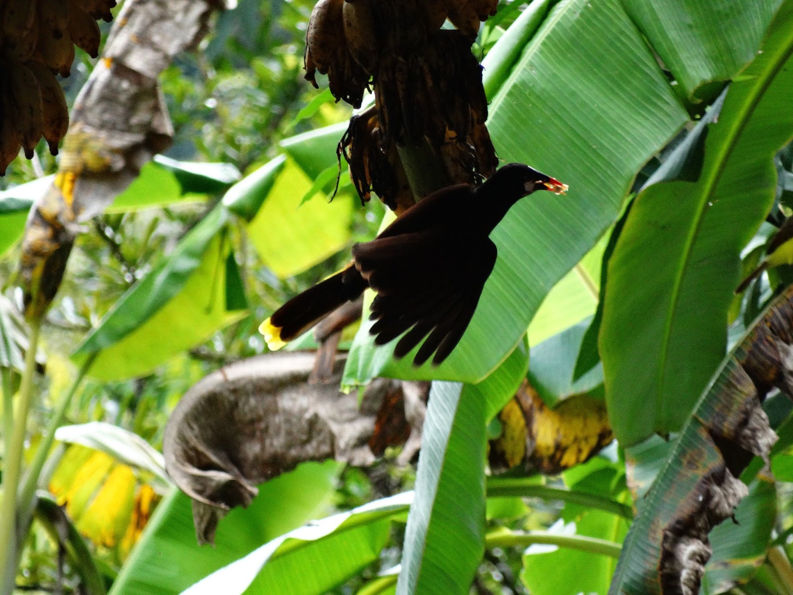 EL CARAO, Jardín Botánico y Refugio de Vida Silvestre Plátano hembra