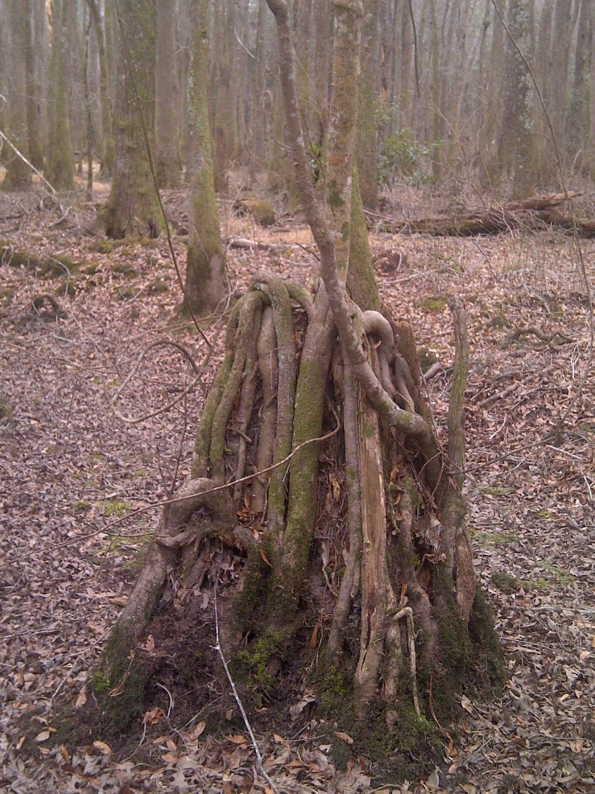 Lumber River State Park Chalk Banks Ghoulish Shapes
