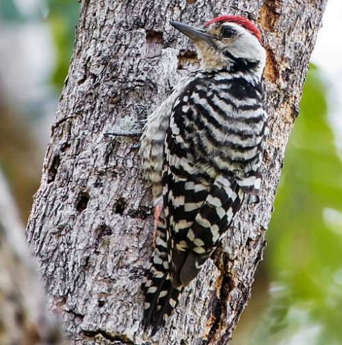 Birds of India - Photo of Fulvous-breasted woodpecker - Dendrocopos macei