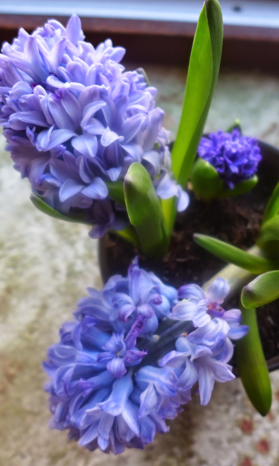 Basicallyitsgrowing Spring hyacinth bulbs a bad case of rot