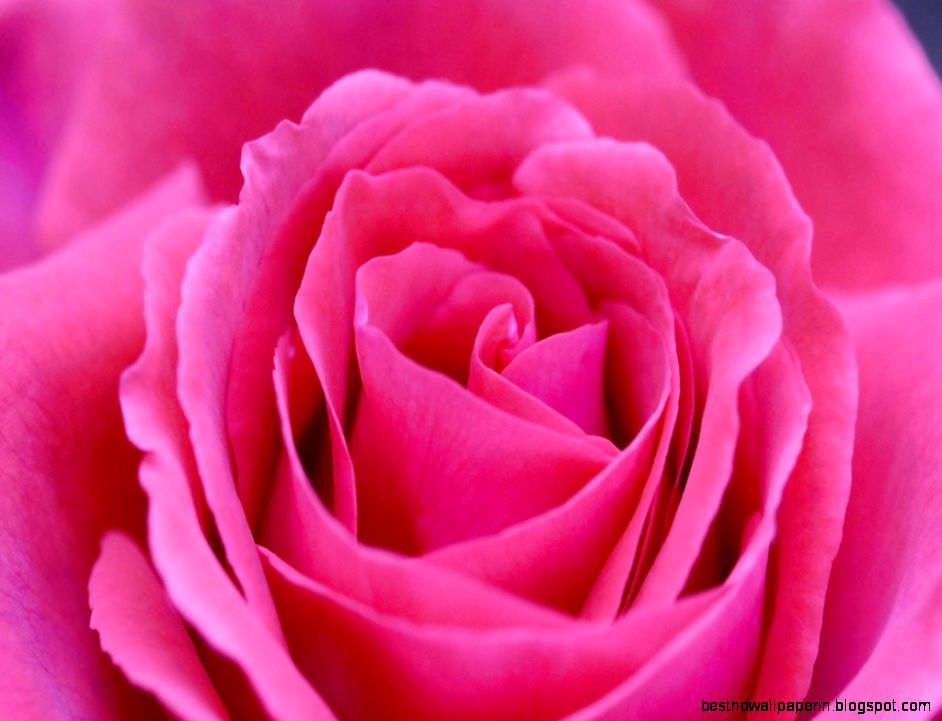 Rose Flowers Wallpapers Free Download Widescreen 2 HD Wallpapers