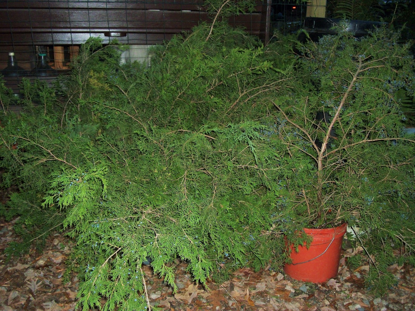 Henny Penny Lane A fresh cedar garland!