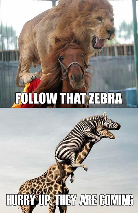 Follow That Zebra - Hurry Up They Are Coming