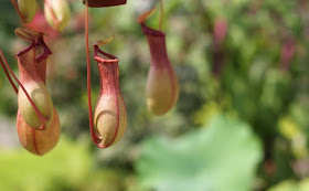 Pitcher Plant