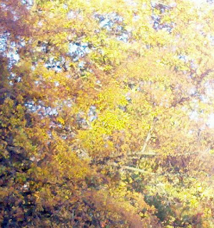 Autumn, Fall leaves, pics of fall colors, Ouchita Mountains, Talimena Drive