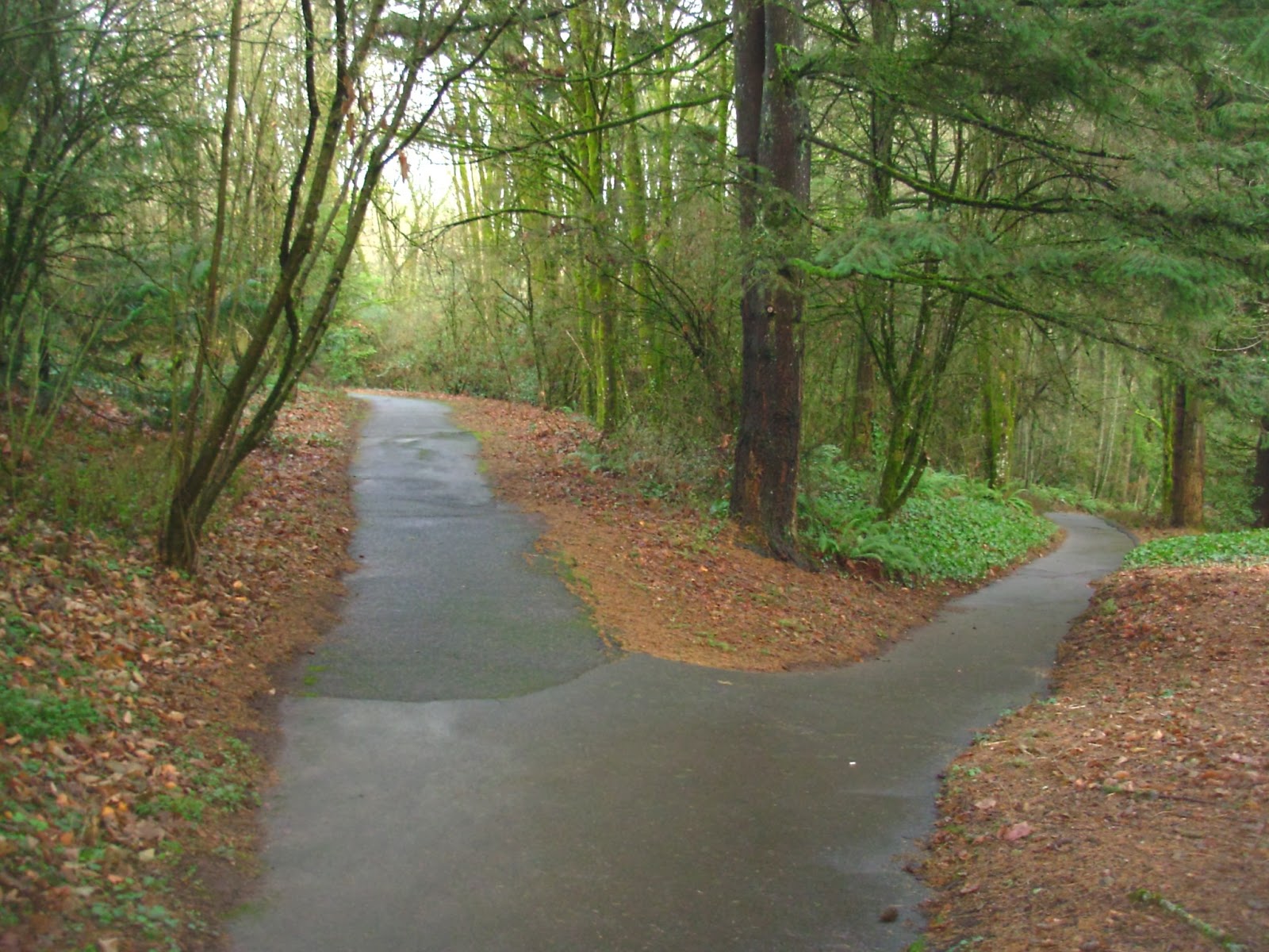 Walks and Hikes in Portland and Beyond Lake Oswego Up to Mt