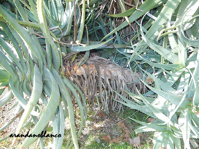 arbustosensevilla-encinarosa: Aloes - Sábila - Acibar