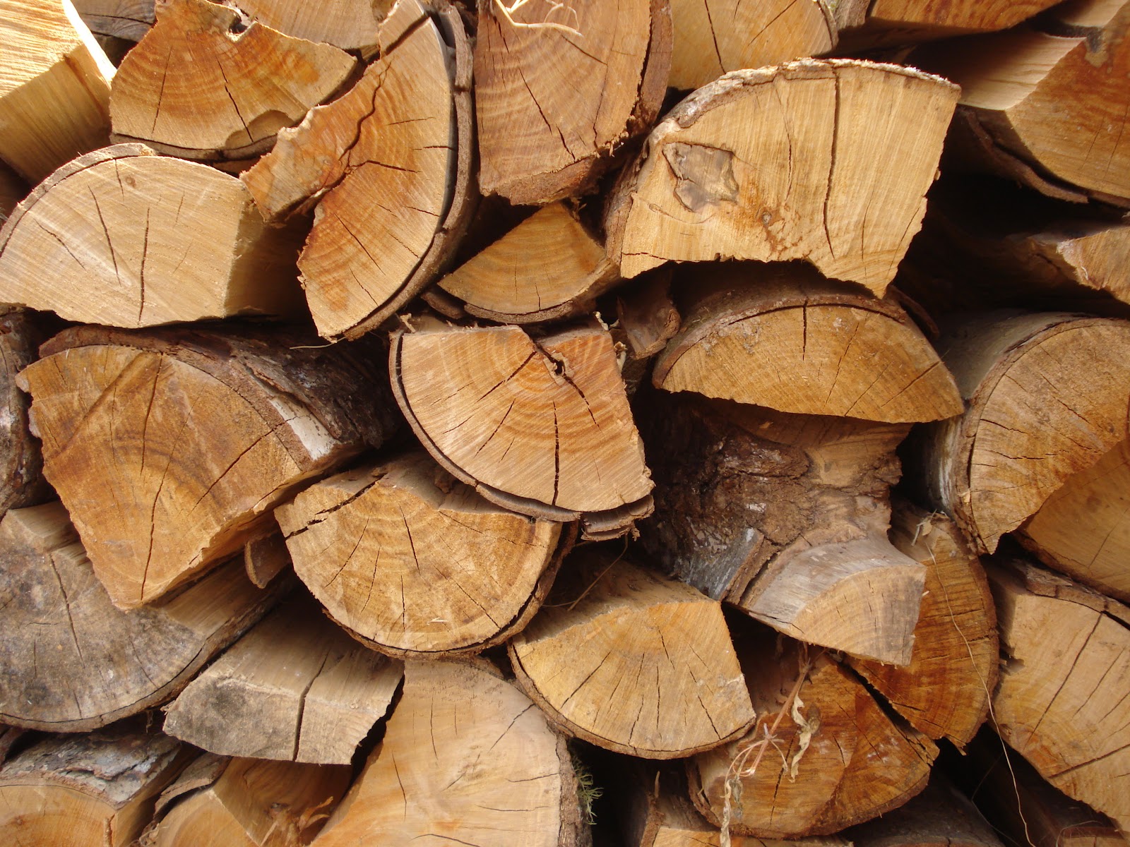 ConceptoSolar: Leña seca de Roble Hualle (bosques con plan de manejo