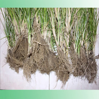 Paragis Eleusine Indica Or Goosegrass Has A Great Health Benefits Sosone Healthy Edibles