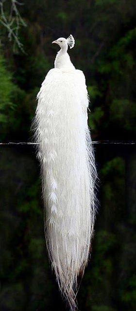 Peacock | A-Z List of 125 Rare Albino Animals [Pics]