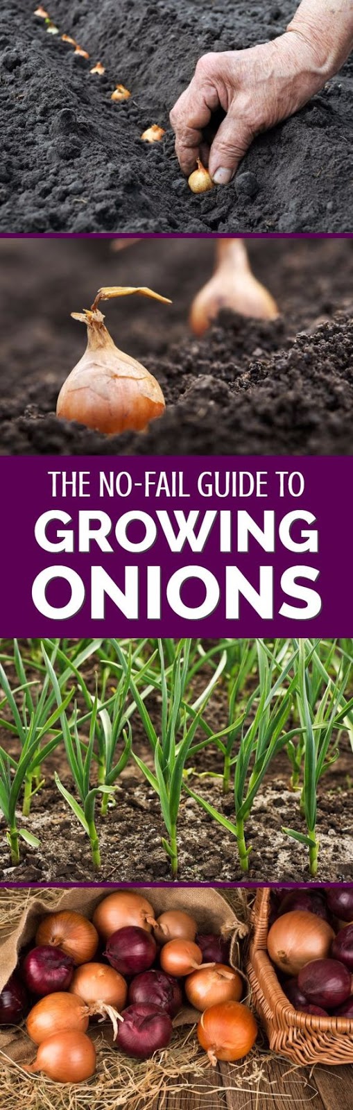 Learn How to Grow Onions Pinterest Gardening
