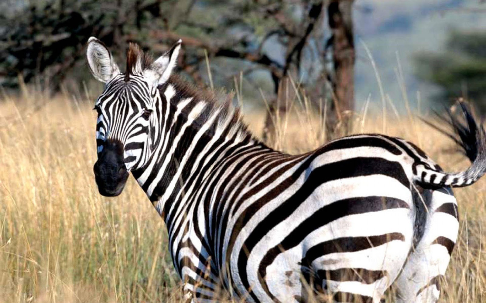 Cute Zebra Wallpapers 5