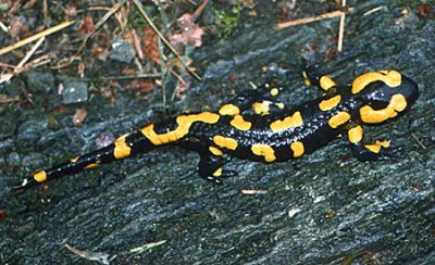 Salamandra comum (Salamandra salamandra)