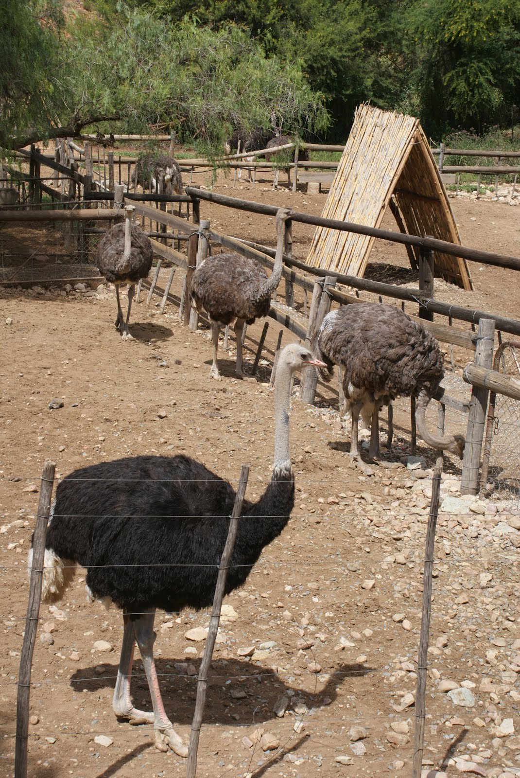 Grondpad Dromers Groot Voël Paradys Cango Volstruis Plaas, Oudtshoorn