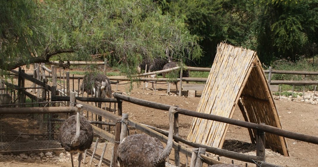 Grondpad Dromers Groot Voël Paradys Cango Volstruis Plaas, Oudtshoorn