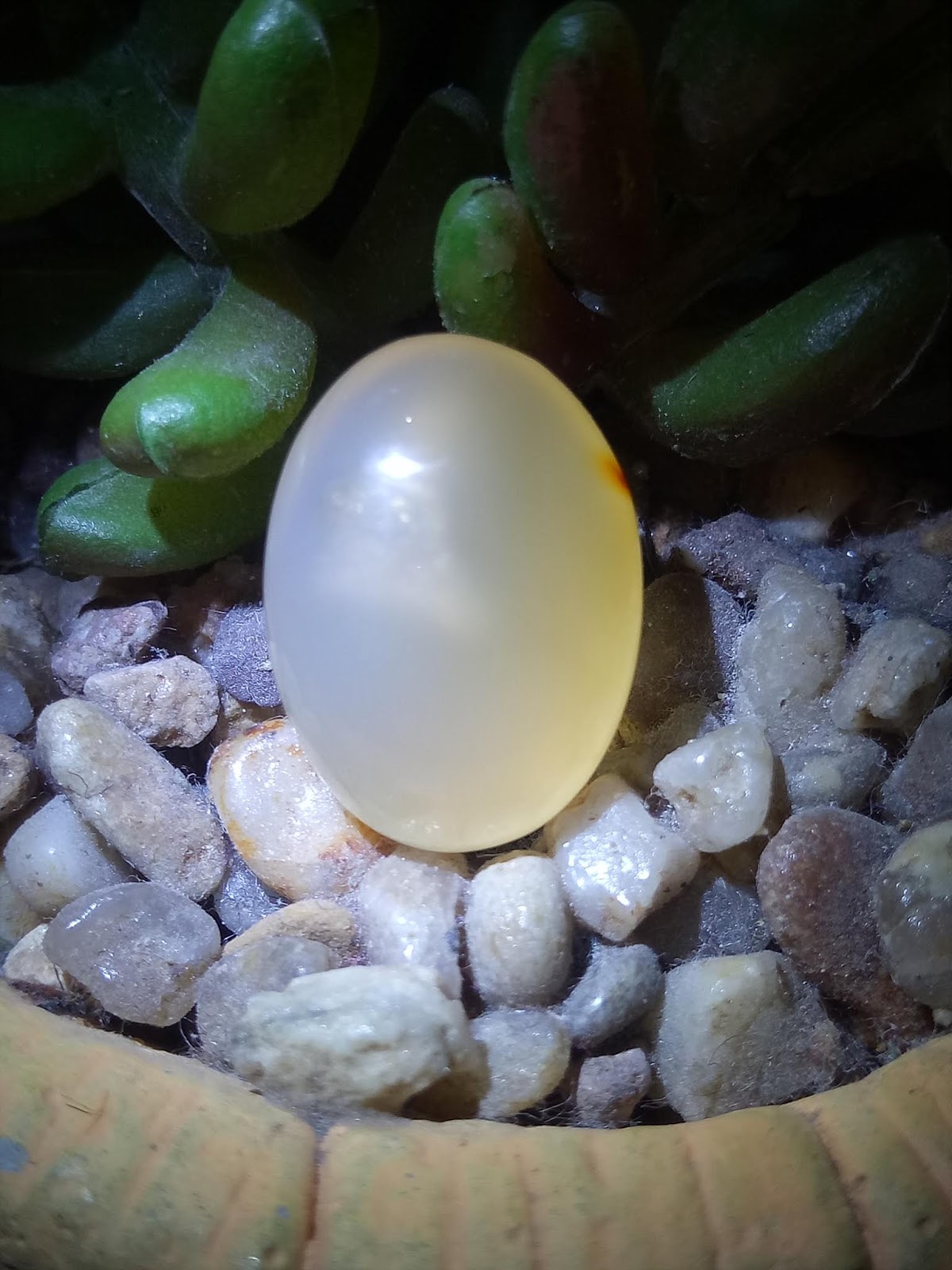 MUSTIKA PELET AIR MANI ~ Jimat Azimat | Batu Mustika Geliga | Keris