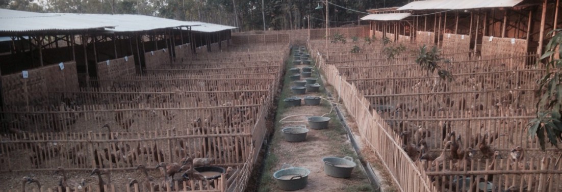 Panduan Pembuatan Kandang Bebek Petelur Yang Baik Hobi Ternak