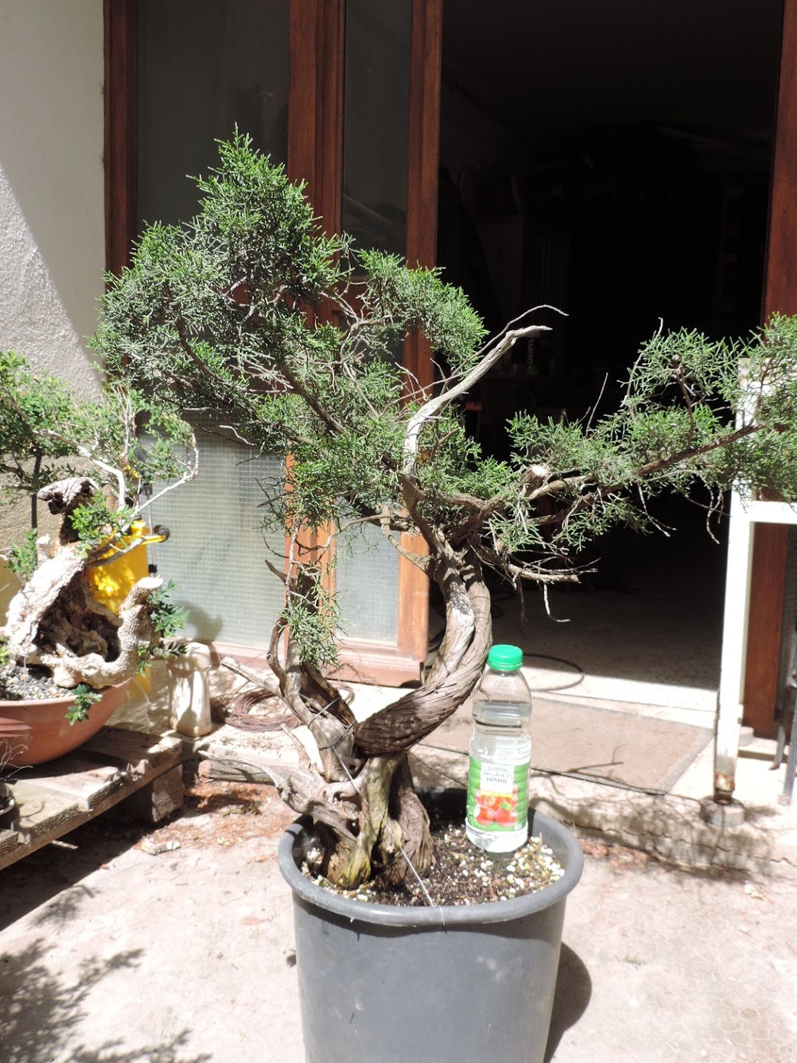 MATSU BONSAI