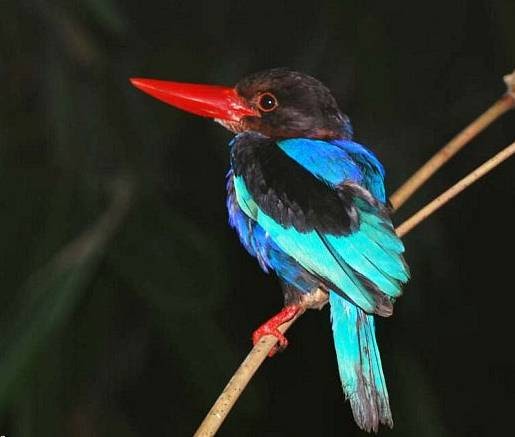 Download Mp3 Suara Burung Raja Udang Yang Cerewet Untuk Masteran