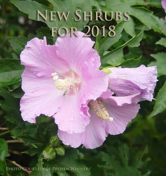 12 Best Crataegus Monogyna Images Deciduous Trees Hedging