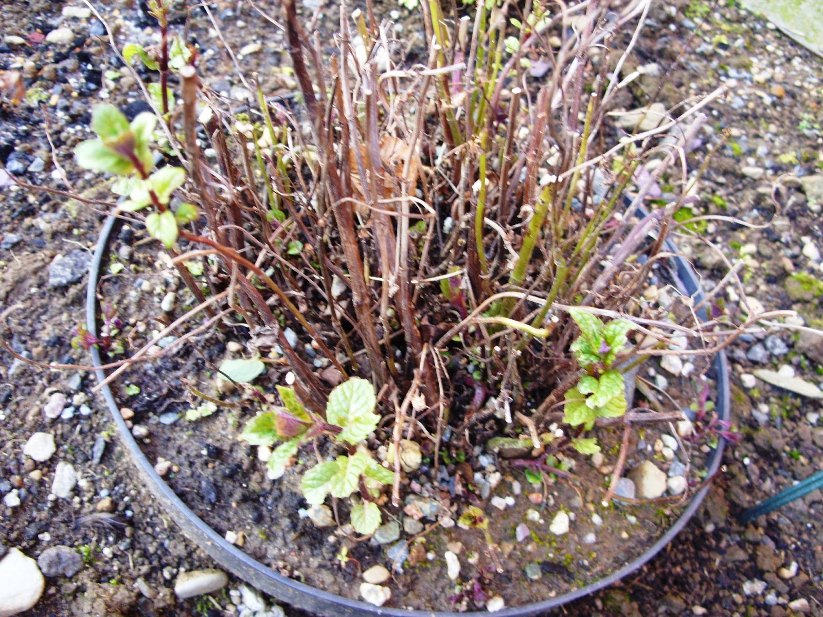 Kelli's Northern Ireland Garden Herbs to grow from seed or to purchase?