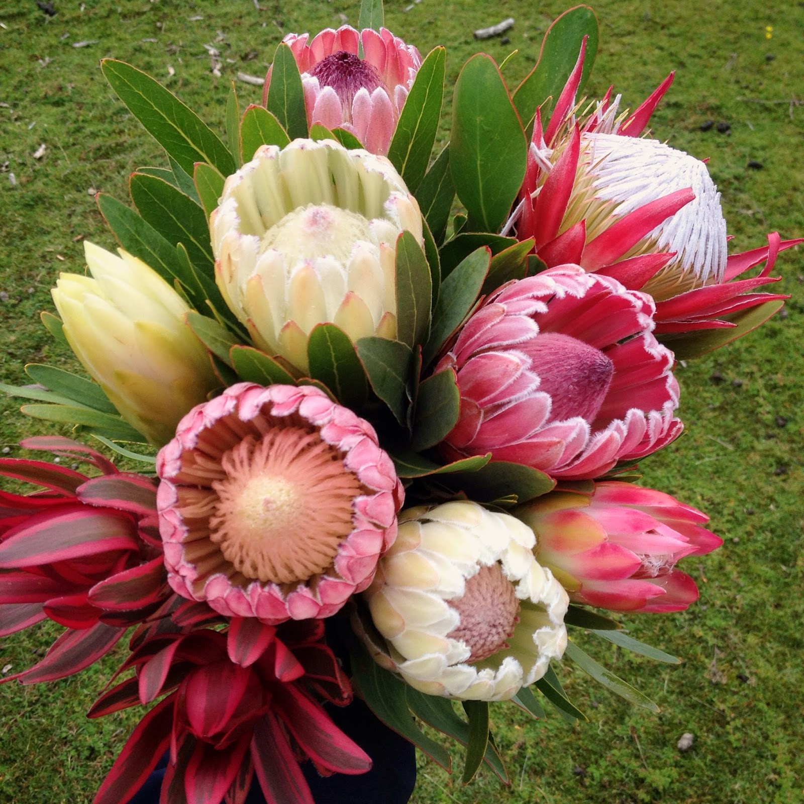 Protea Flower Bouquet