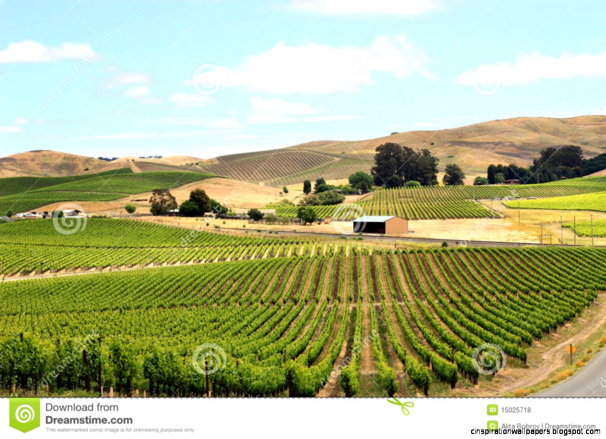Vineyard Field In Napa Valley Royalty Free Stock Photos   Image