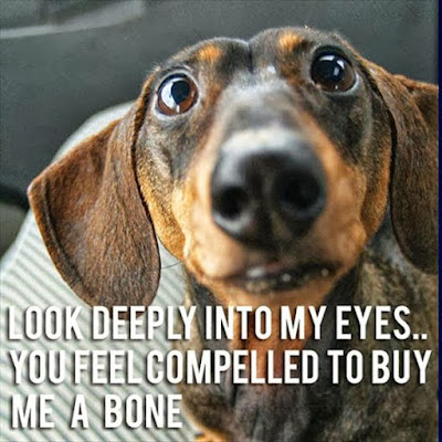 Look into my eyes - #dogdailyfeaturesss #inspiredbypets #dachshund #beggintime #pet #buzzfeed #petbox #dog #dogsandpals