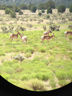 antelope hunting with heads up decoy