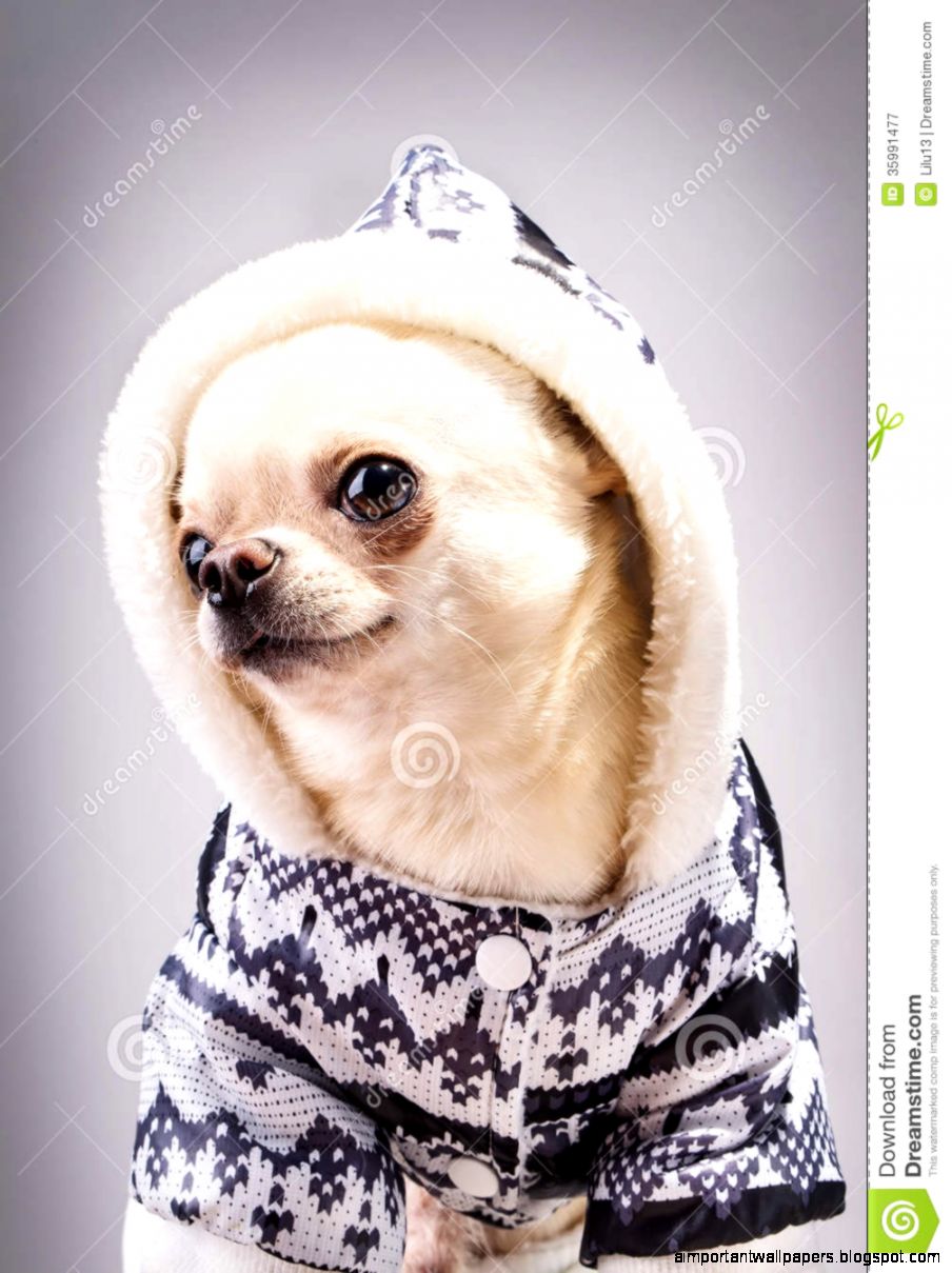 Curious Chihuahua Royalty Free Stock Photography   Image 35991477