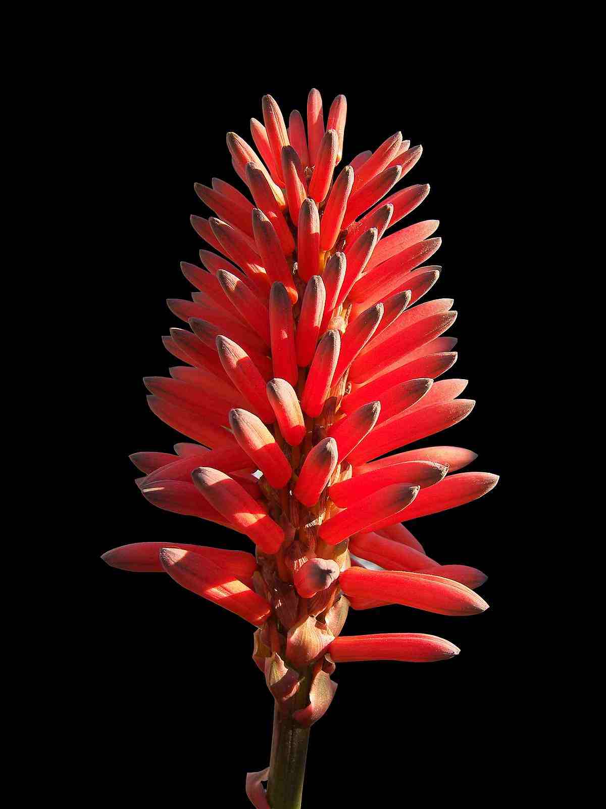 PlantWerkz Candelabra Aloe Aloe Arborescens