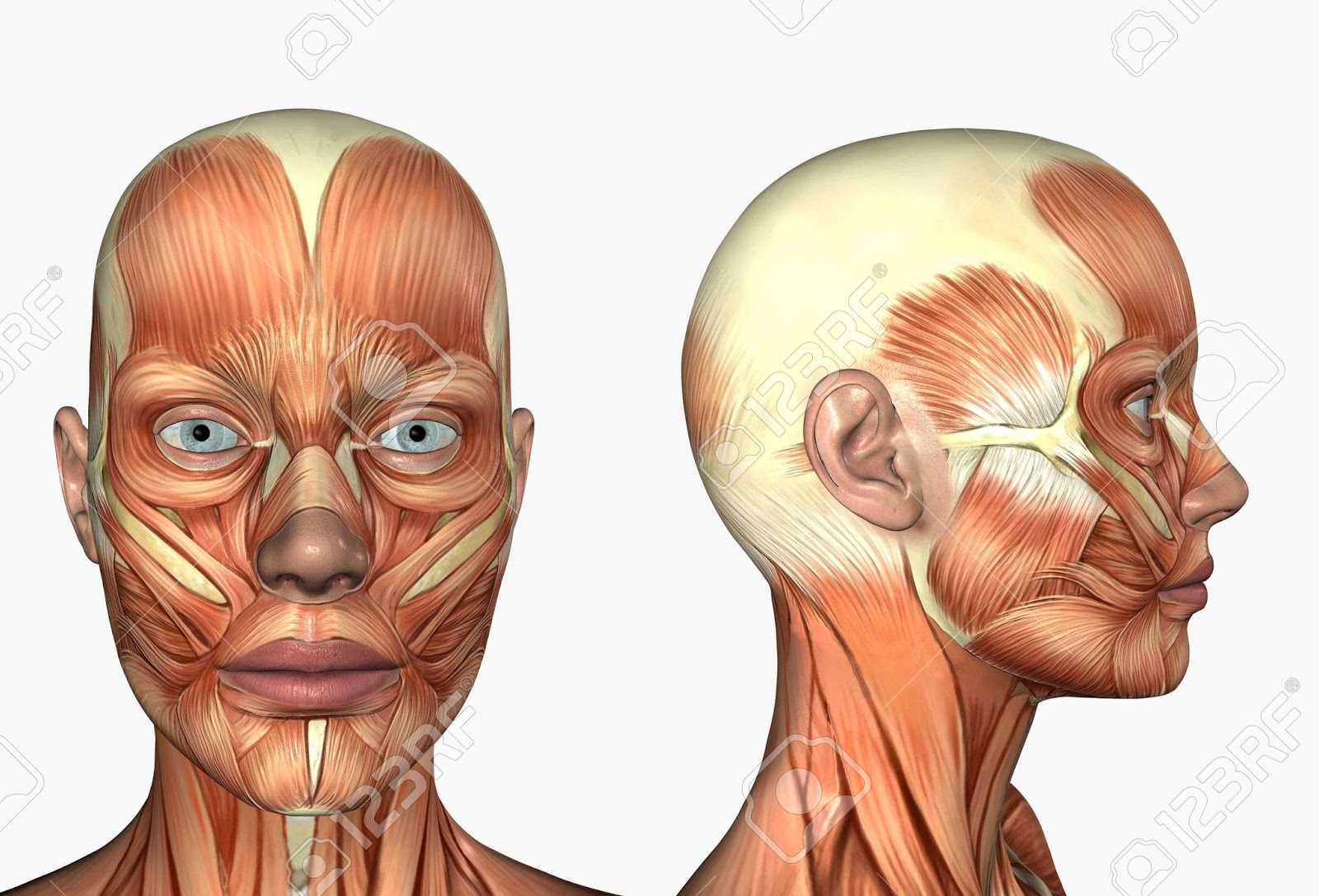 Cuerpo Humano Mind Map