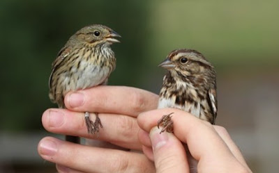 sparrows b2%25281%2529