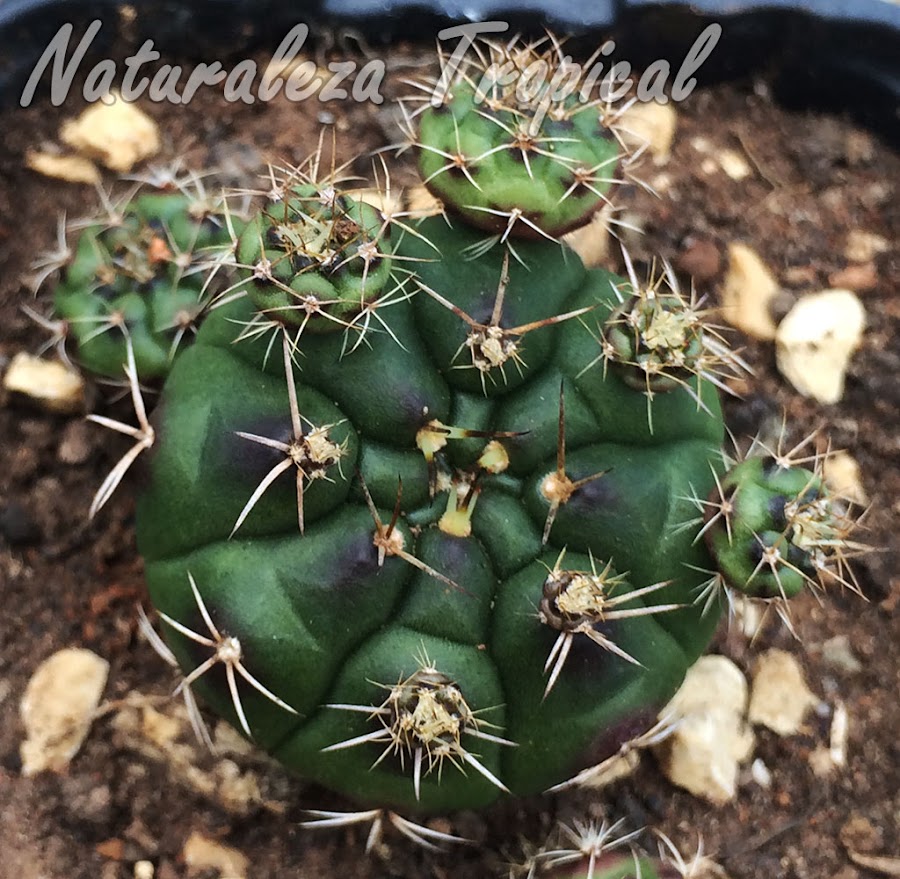 Gymnocalycium anisitsii con numerosos hijuelos basales, esta especie crece muy rápido