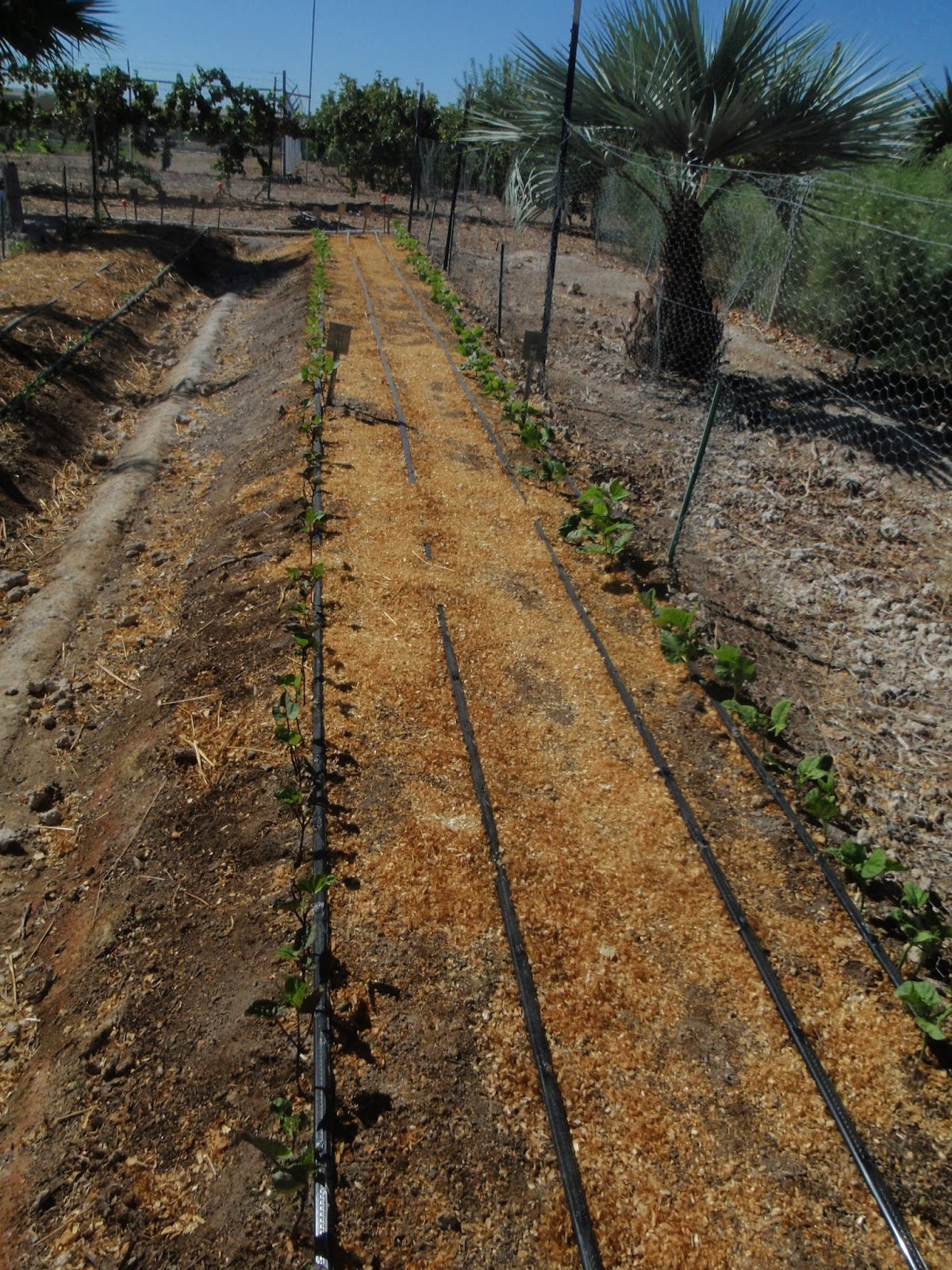 Xtremehorticulture of the Desert How to Irrigate Vegetable Beds with
