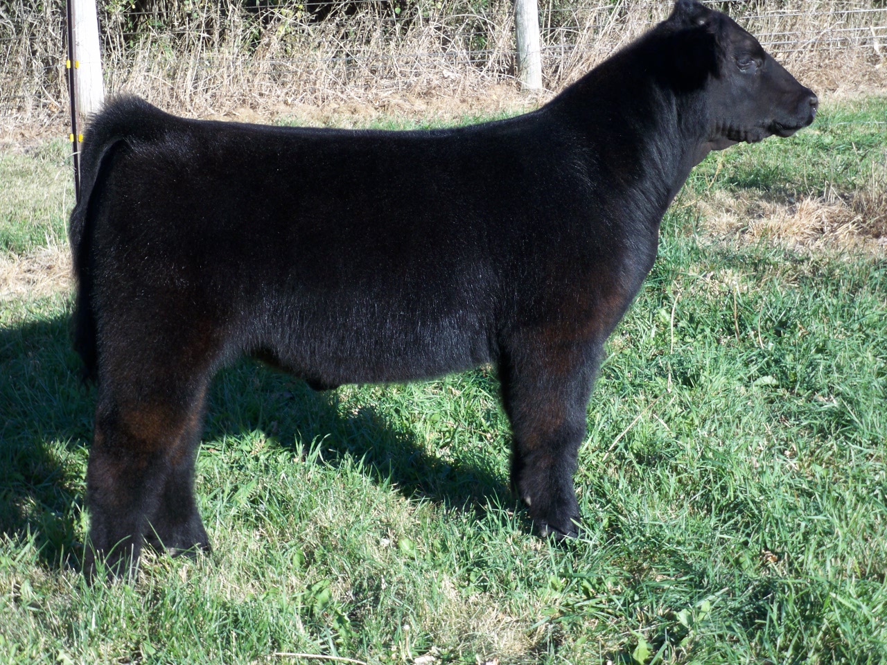 Lautner Farms "Hilbert Show Steers Private Treaty Sale"