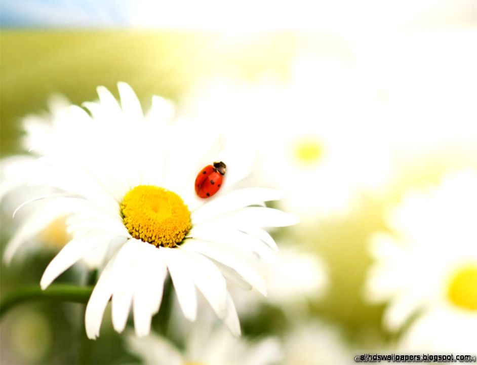 FunMozar – Spring Flowers Wallpapers