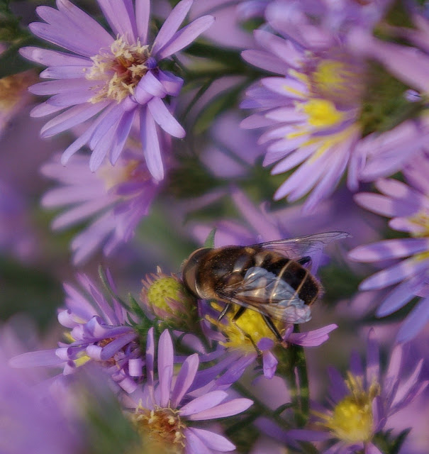 sweetbay: Camera Critters