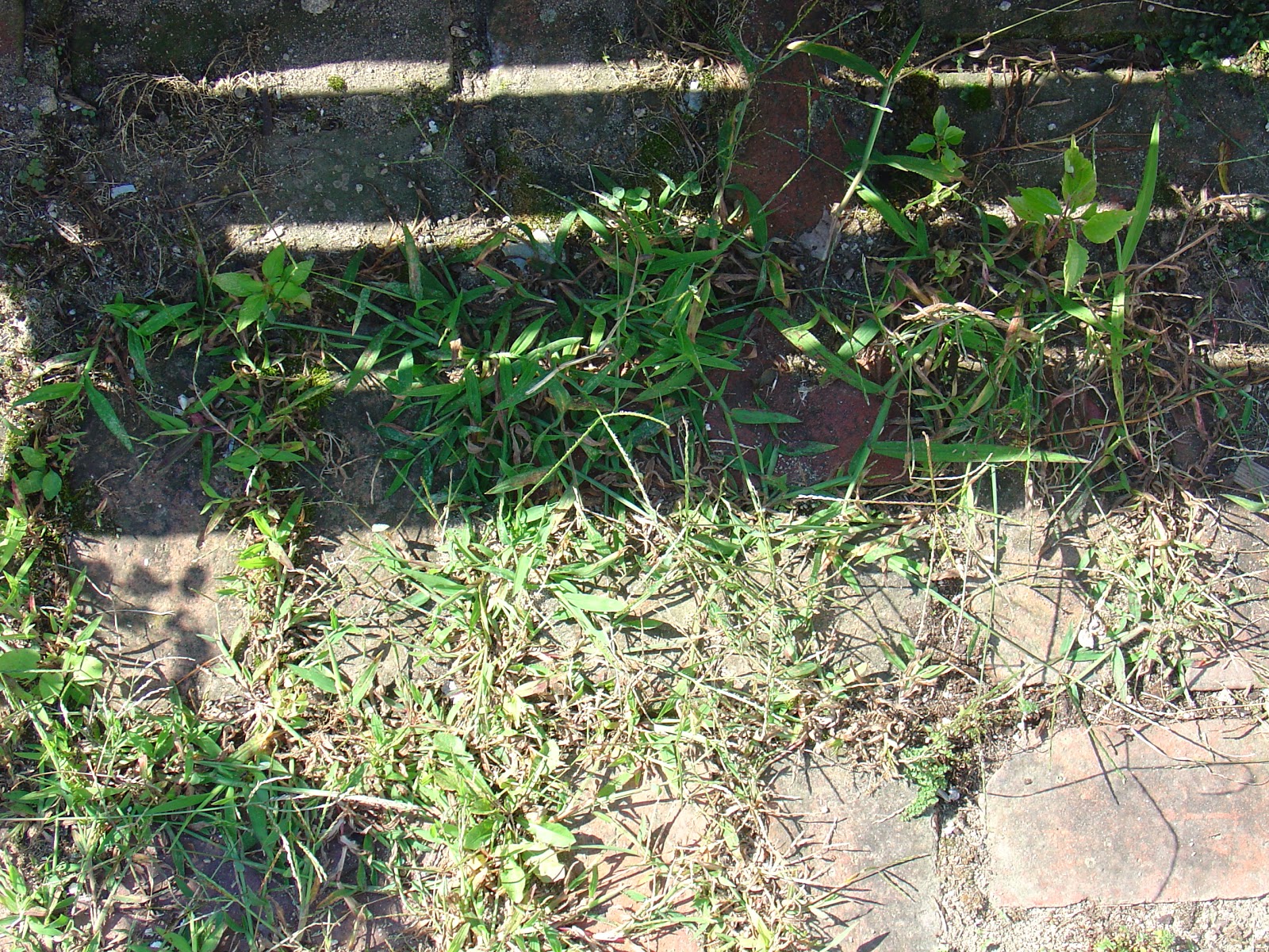 Life at Pugsley Patio weeds and controlling crab grass