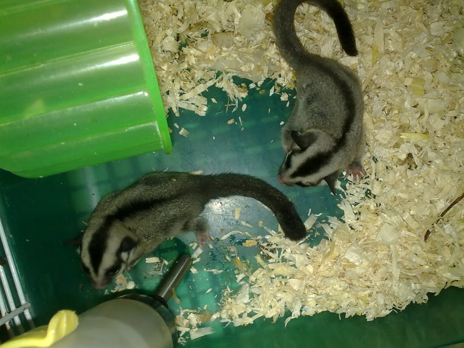 exoticpetworld Sugar Glider & Aksesori Untuk Dijual.