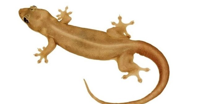 88 Arti Kejatuhan Cicak Di Tangan Kanan Menurut Primbon Dan Islam Kejatuhan Cicak Artinya