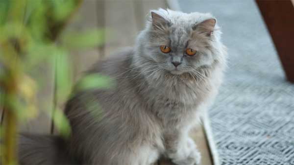 british longhair cat