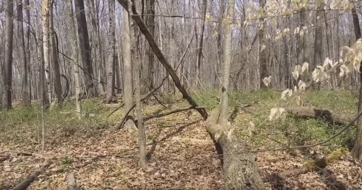 Interesting Possible Bigfoot Formation Found In Salt Fork State Park