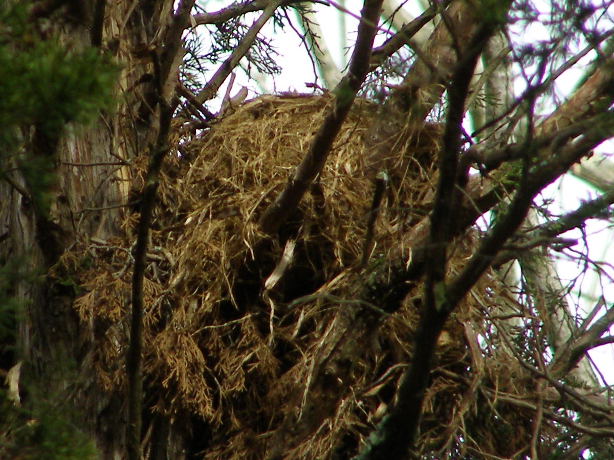 Blue Jay Barrens Nest