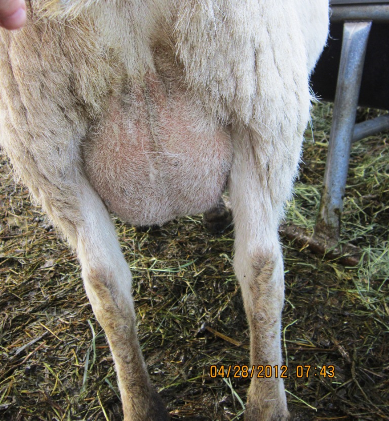 AVERY's KATAHDIN SHEEP The Udder Truth