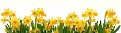 border spring daffodils daffodil clipart field clip paradox background dinner flowers march royalty cliparts clipground frame isolated fresh word library
