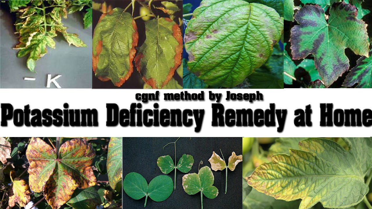 potassium deficiency plants pure potash method