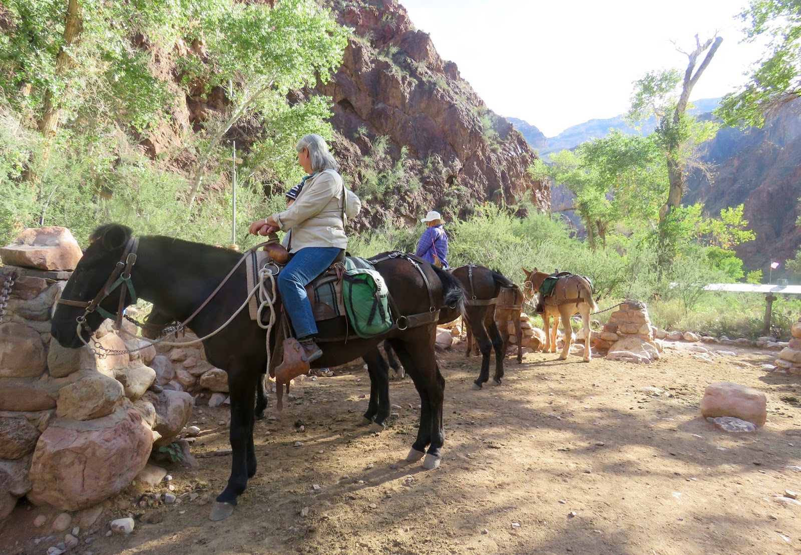 Mule Grand Canyon